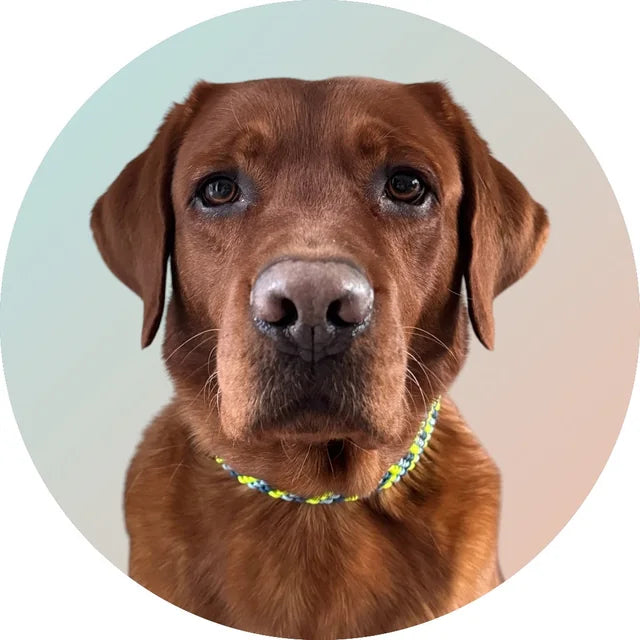 Whisky, foxred Labrador